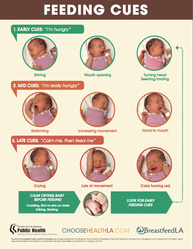 BreastfeedLA Feeding Cues Posters breastfeedla-feeding-cues-posters